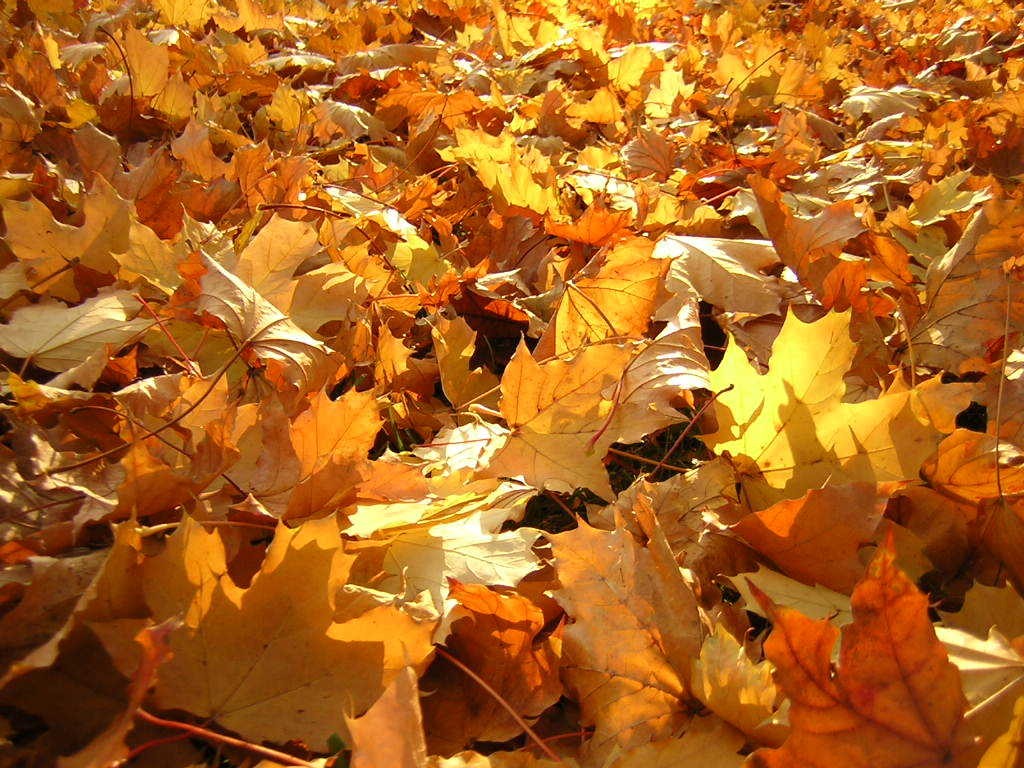 Menú especial Otoño 2014